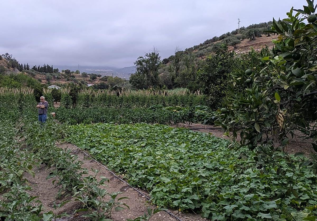 Imagen principal - Naranjas en agosto: el privilegio que tienen en Riogordo gracias a la huerta de Paco &#039;El Bicho&#039;
