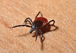 Anecpla alerta del aumento de las garrapatas este verano: cómo evitar sus picaduras