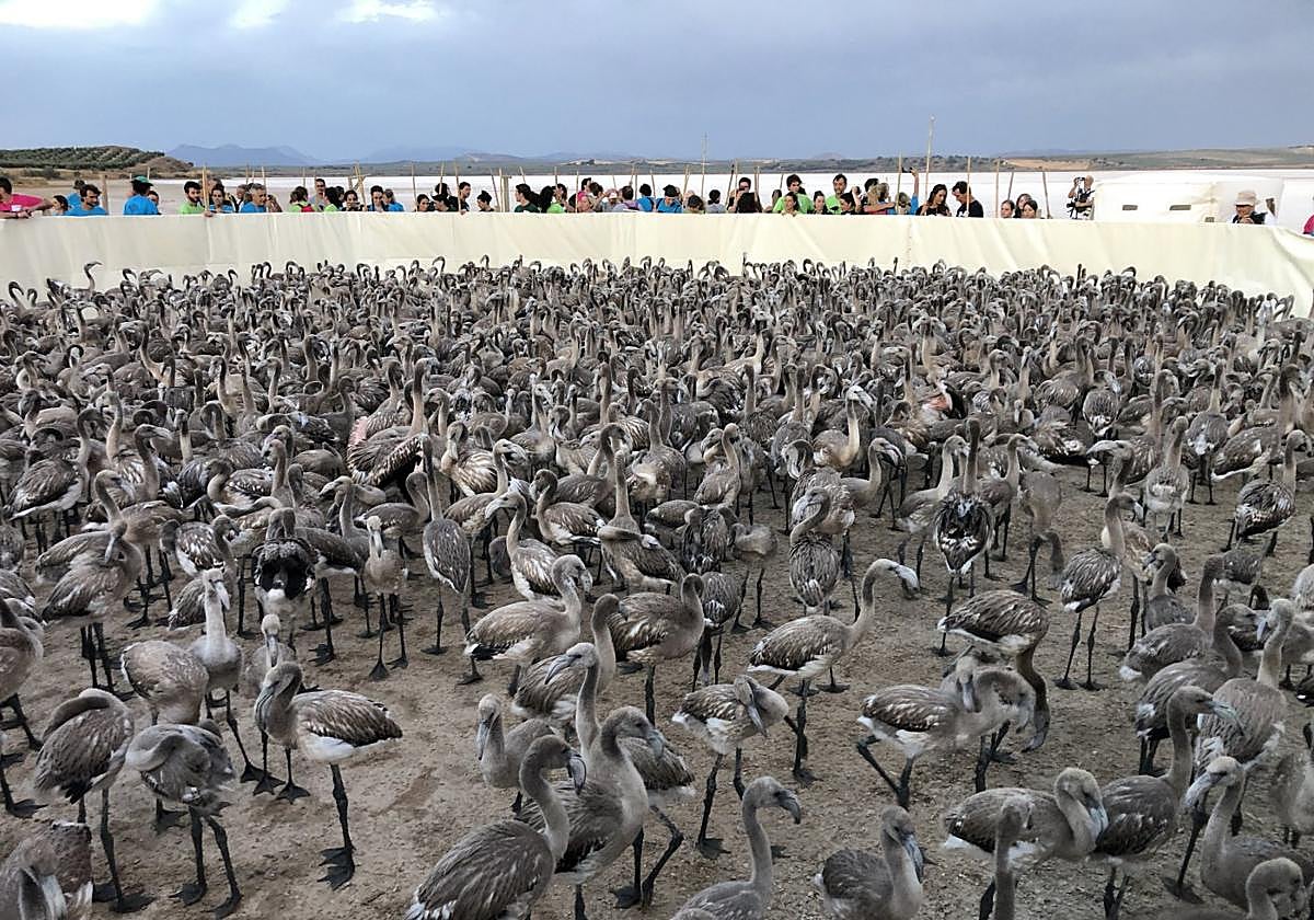 El marcaje de flamencos en Fuente de Piedra