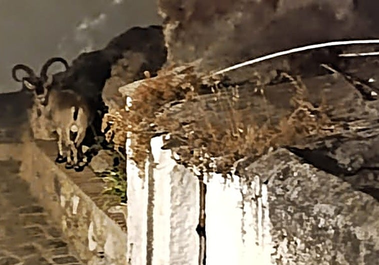 Imagen del animal en la zona de la Cueva Millón en Canillas de Aceituno.