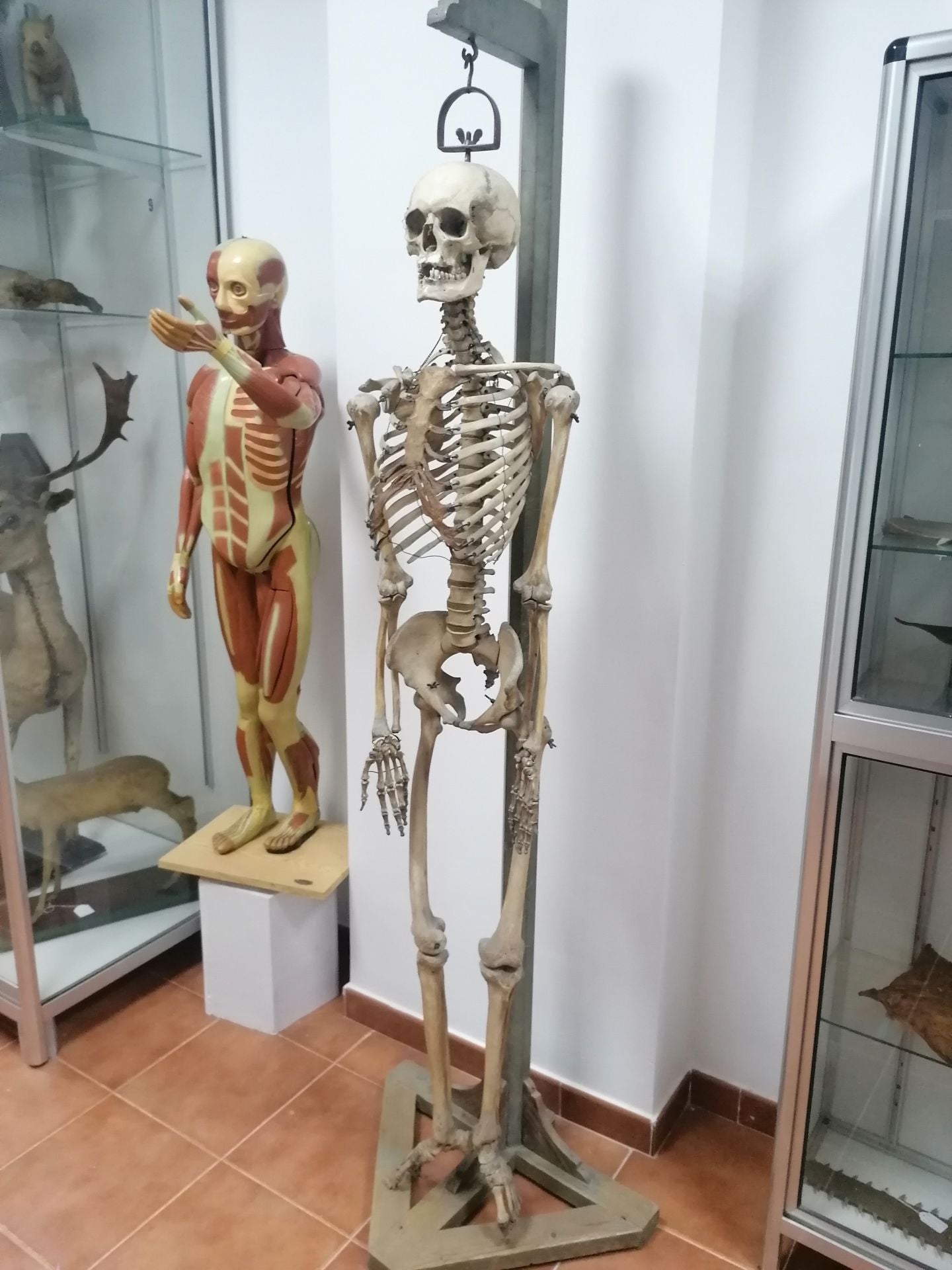 Esqueleto humano del siglo XIX.