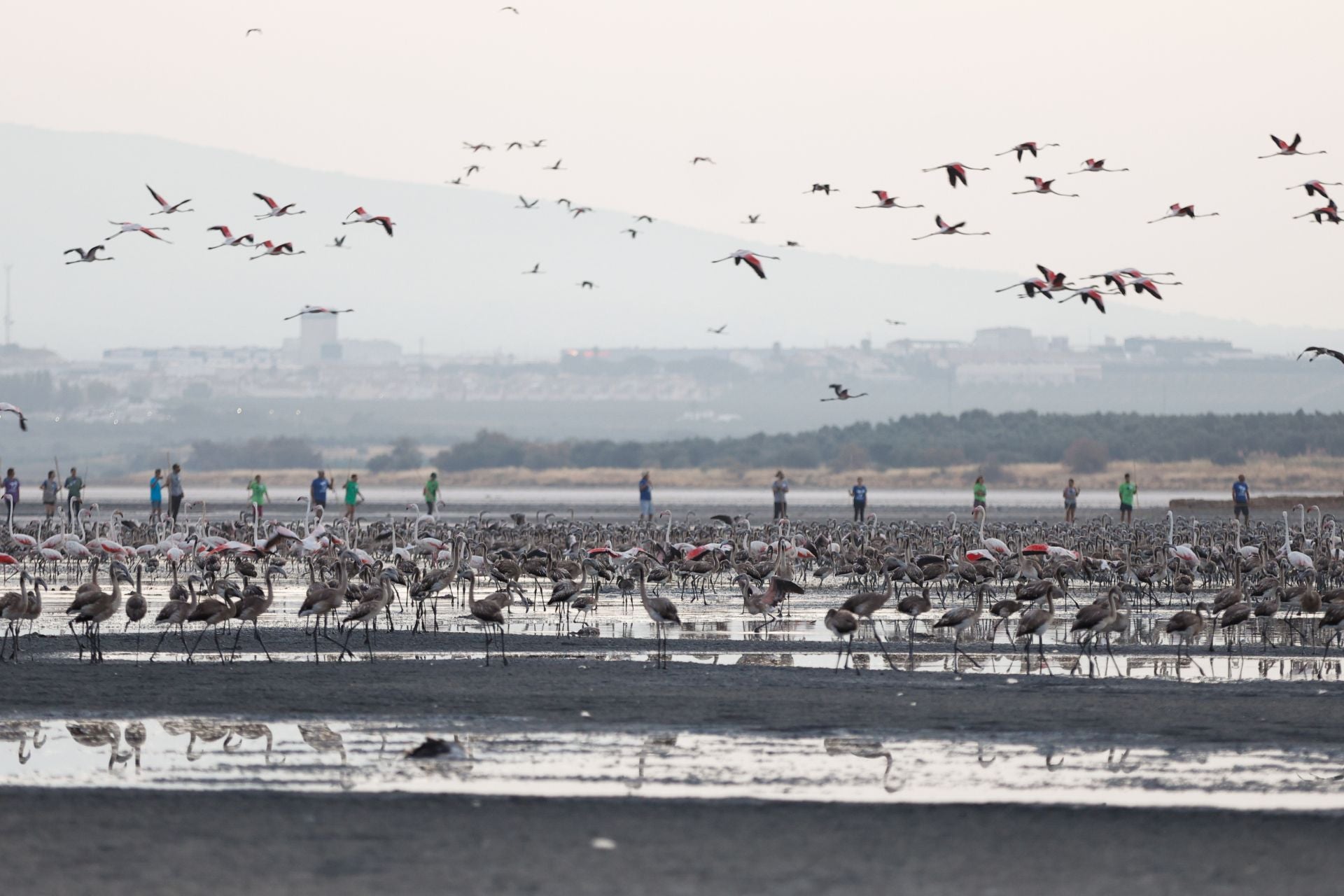 Vuelve el anillamiento de flamencos a Fuente de Piedra tras años de sequía