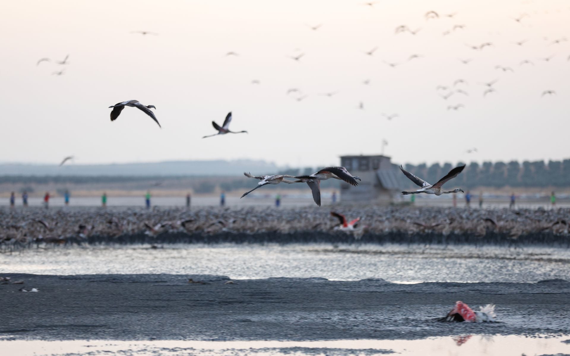 Vuelve el anillamiento de flamencos a Fuente de Piedra tras años de sequía
