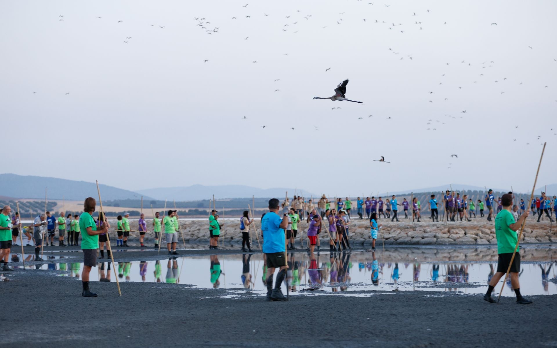 Vuelve el anillamiento de flamencos a Fuente de Piedra tras años de sequía