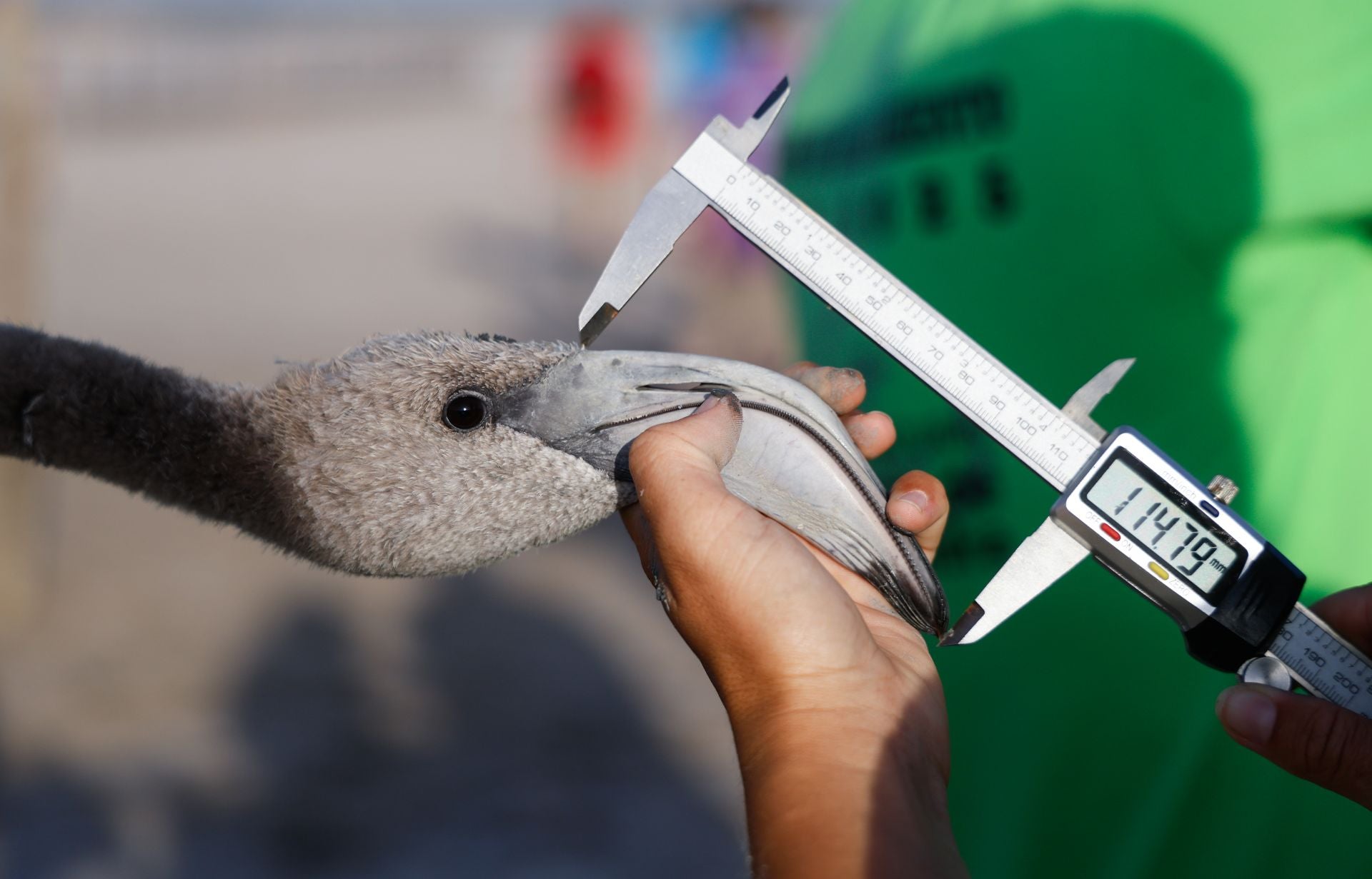 Vuelve el anillamiento de flamencos a Fuente de Piedra tras años de sequía