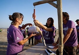 Anillan 600 pollos de flamenco en la Laguna de Fuente de Piedra, que registra 22.700 nacimientos en lo que va de año