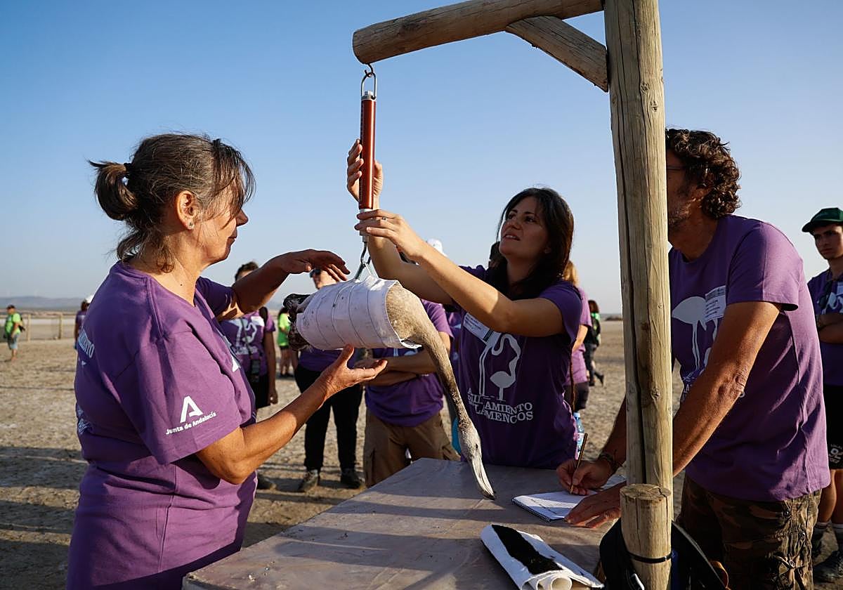 Anillan 600 pollos de flamenco en la Laguna de Fuente de Piedra, que registra 22.700 nacimientos en lo que va de año