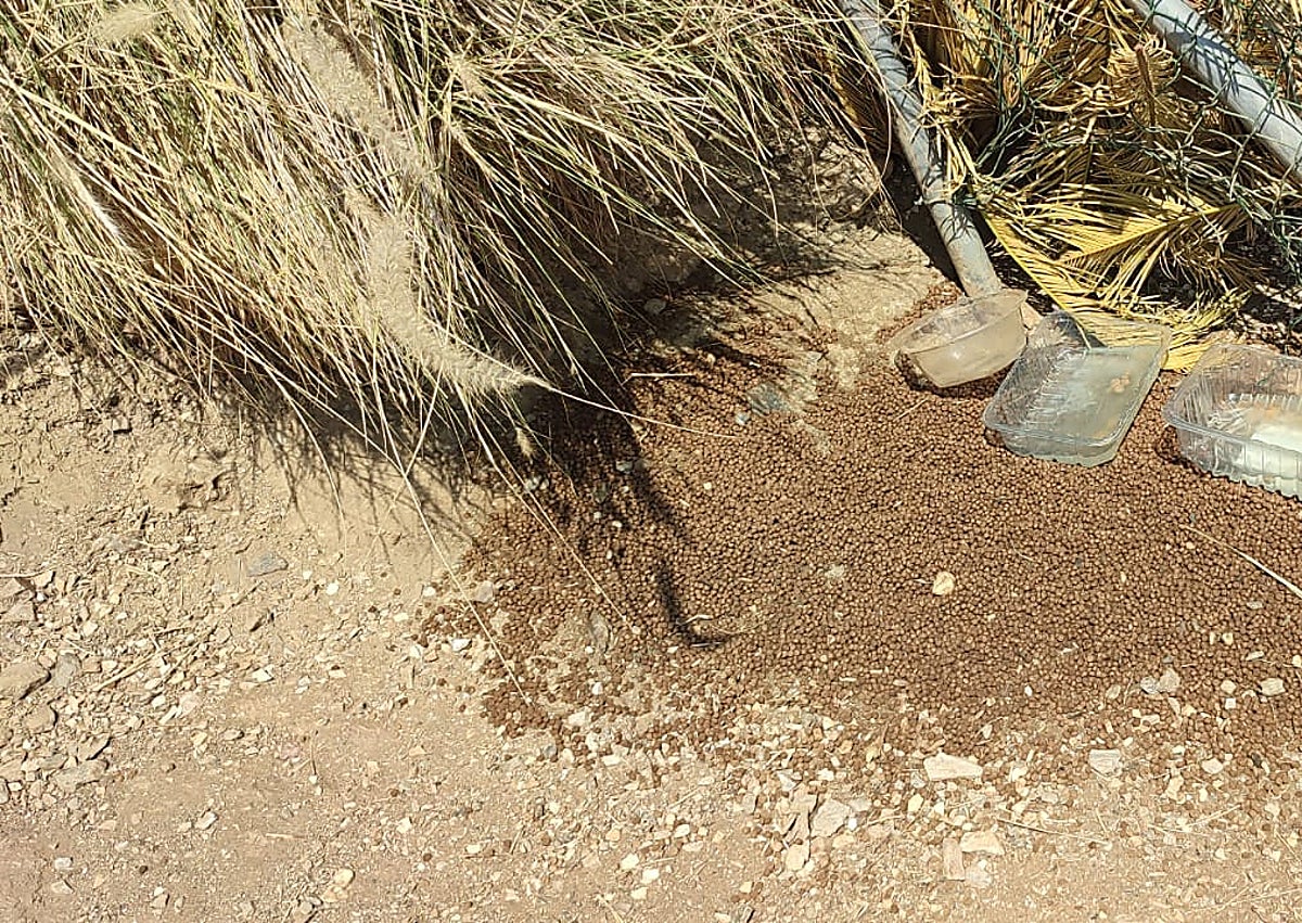 Imagen secundaria 1 - «Encerrados» en sus casas por una colonia «descontrolada» de gatos en Rincón de la Victoria