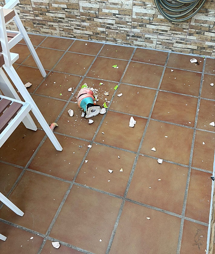 Imagen secundaria 2 - «Encerrados» en sus casas por una colonia «descontrolada» de gatos en Rincón de la Victoria