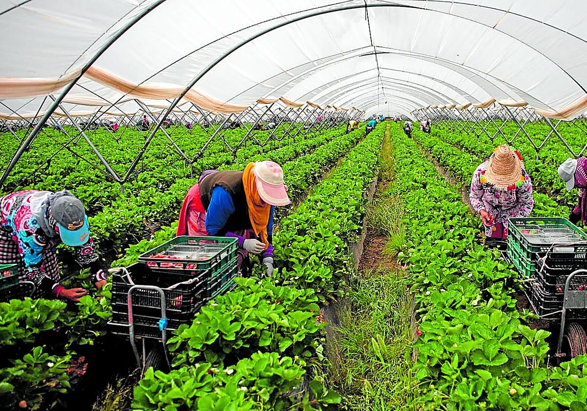 Recolección de la fresa en un invernadero de Ayamonte (Huelva).