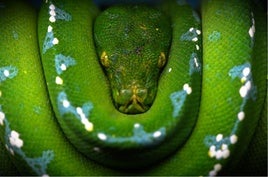 La mejor aventura en familia en SnakeRoom Serpentarium