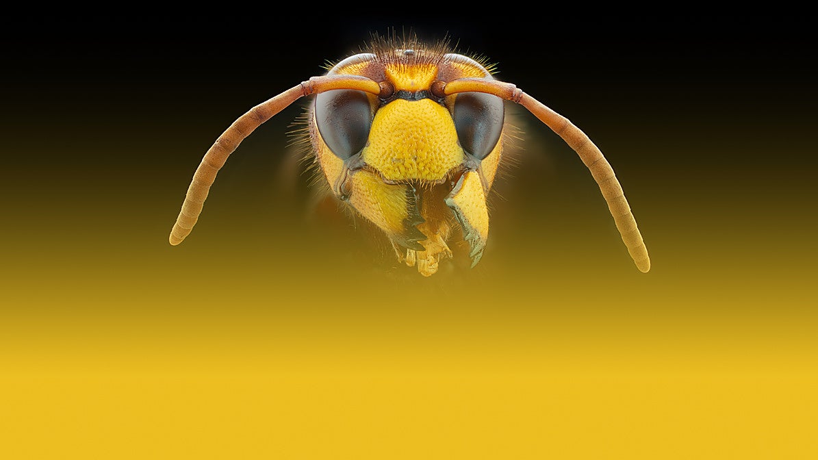 Avispón oriental: orígenes, características e intervenciones en Málaga