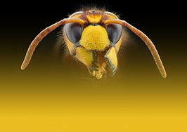 Avispón oriental: orígenes, características e intervenciones en Málaga