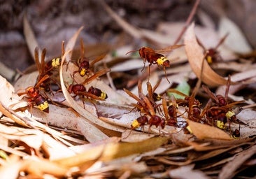 El avispón oriental ya se expande por toda la provincia y amenaza a las especies autóctonas