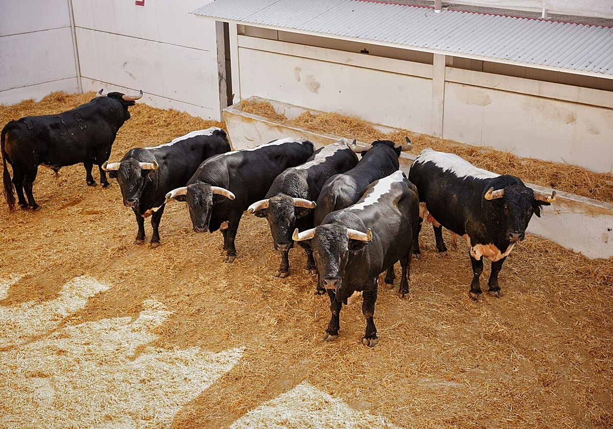 Las reses en los corrales de La Malagueta.