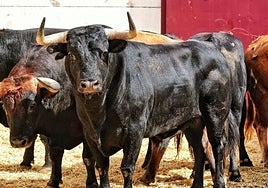 Uno de los ejemplares de Torrealta que esta tarde saltará al ruedo de La Malagueta.