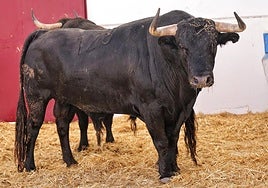 Uno de los ejemplares que se lidiarán hoy en Málaga.