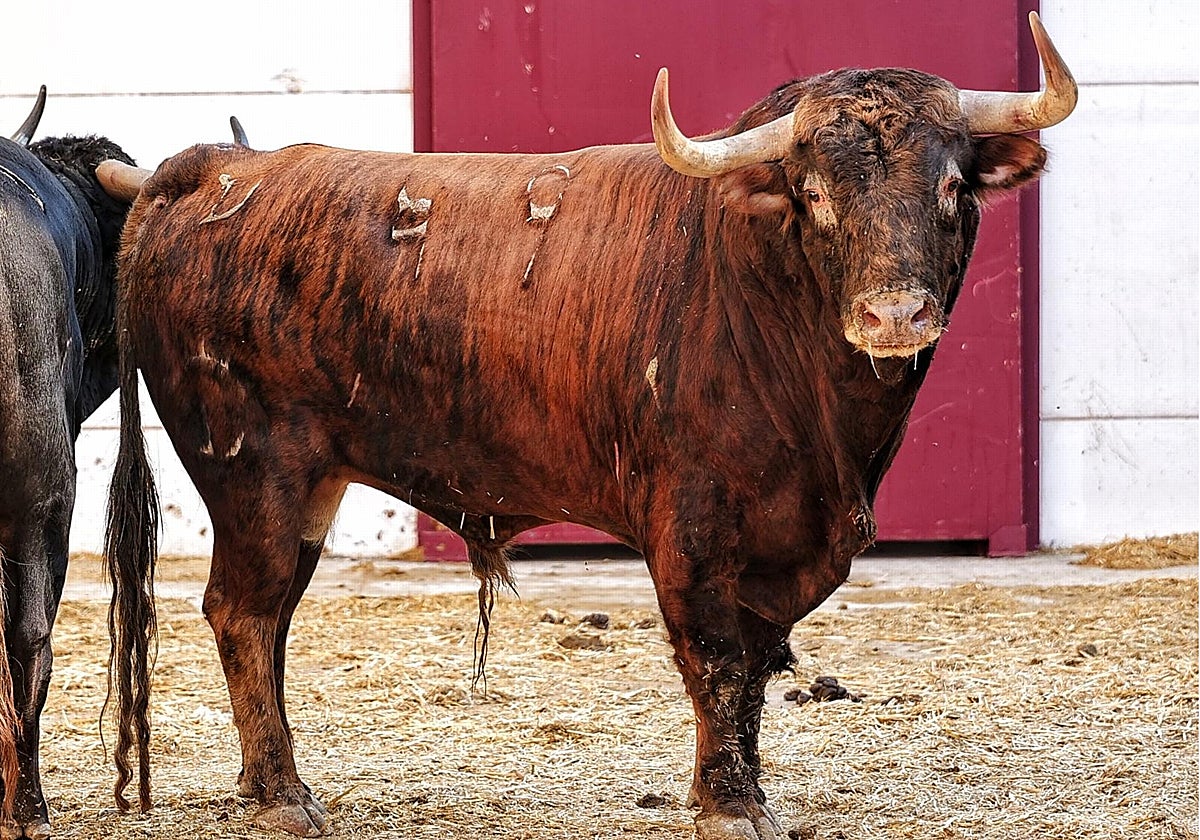 Toro con el que debutará El Freixo en plaza de primera.