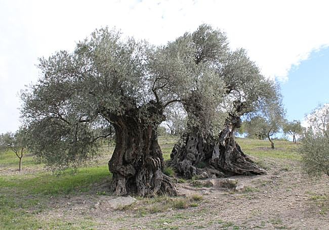 Olivo milenario del arroyo Carnicero