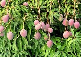 Buscan a 200 personas para trabajar en la campaña del mango en la Axarquía