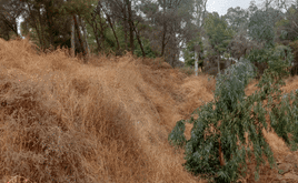Vista del estado de la zona, con claro riesgo de incendio en estas fechas.