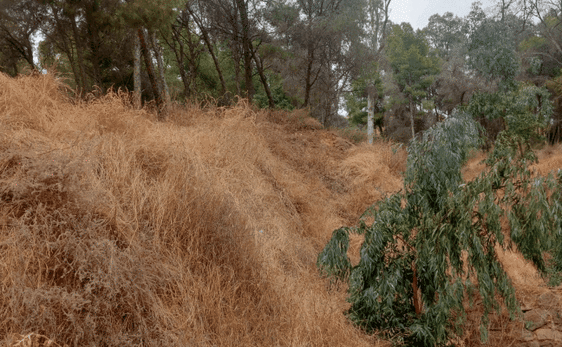 Vista del estado de la zona, con claro riesgo de incendio en estas fechas.