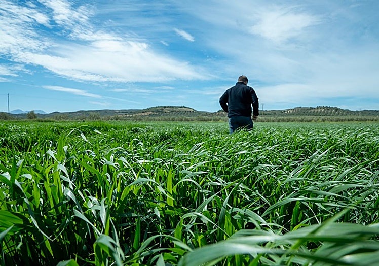 Una imagen de un campo de cereal en primavera.