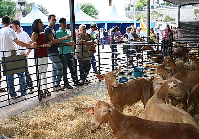 Cabras malagueñas en Casabermeja.