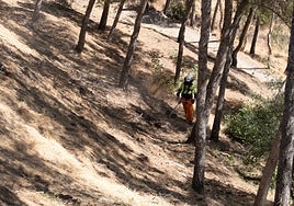 Labores de desbroce en los montes de Gibralfaro, en la capital malagueña.