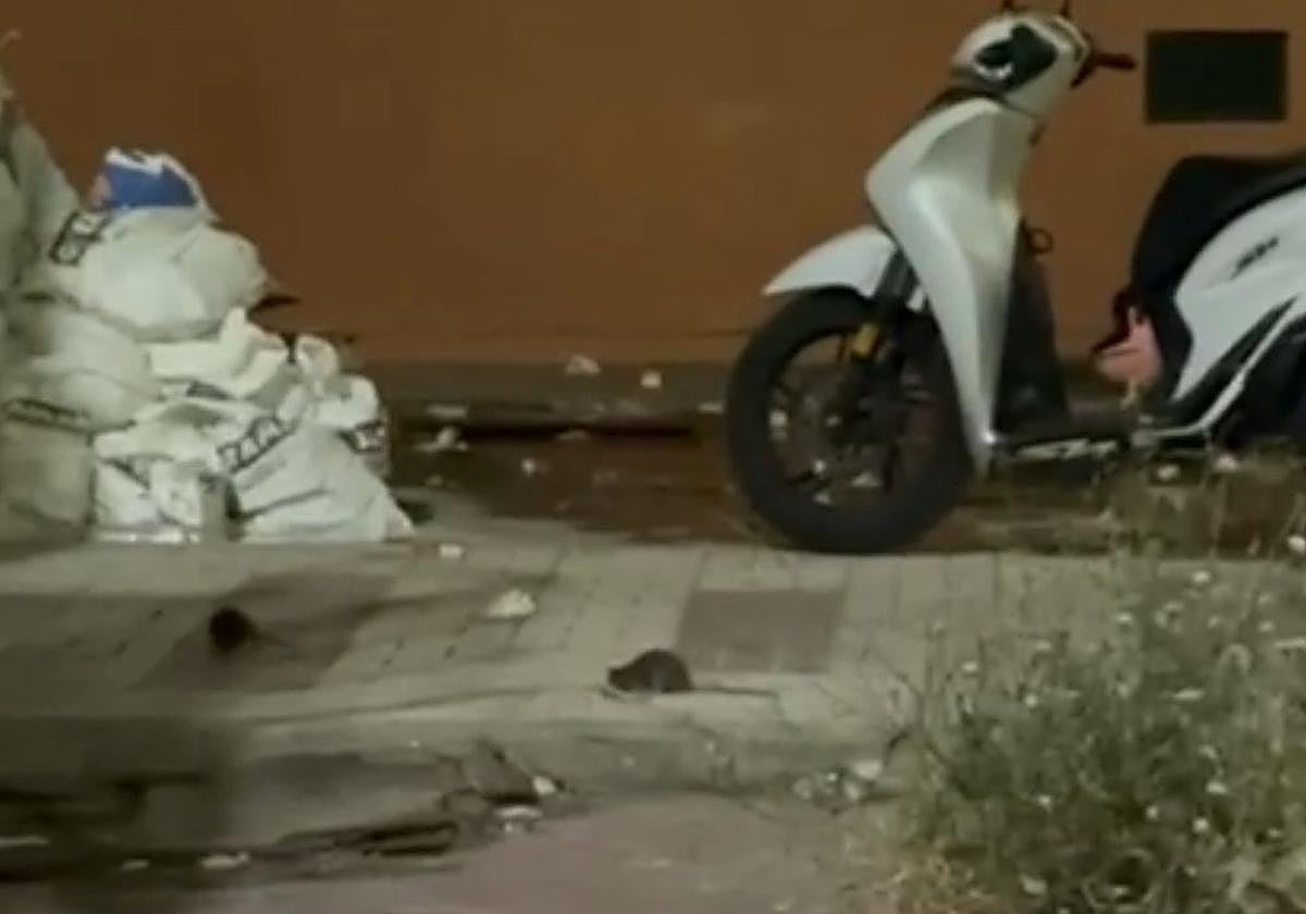 Vista de muchas de las ratas en la calle Cigüeña, en Palma-Palmilla.