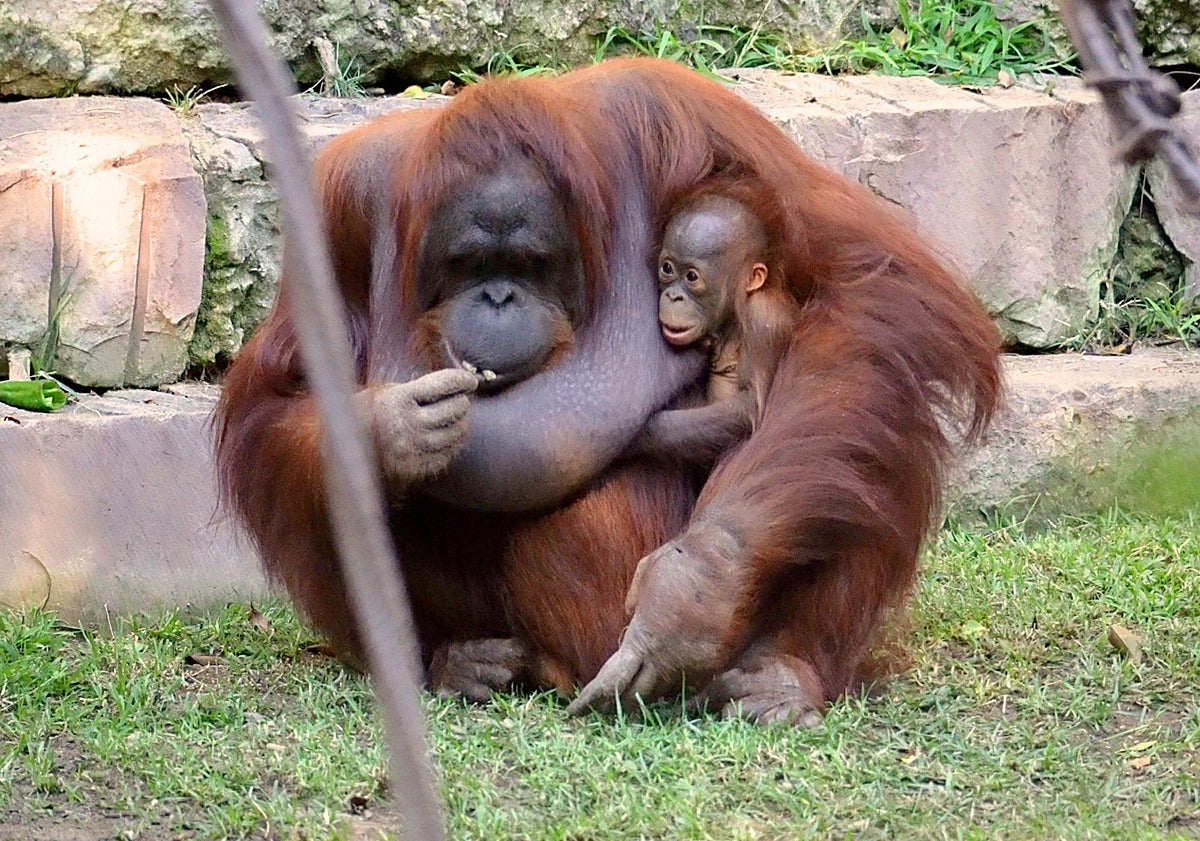 Imagen principal - El orangután de Borneo e imágenes de la actividad.