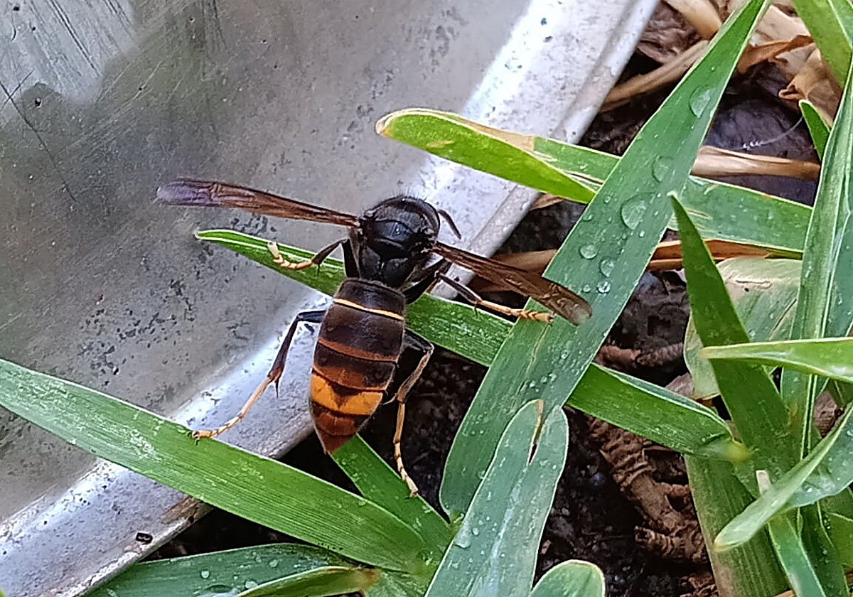 Primer ejemplar de avispa asiática o velutina que se ha visto en Málaga.