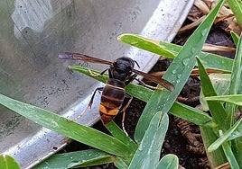 Primer ejemplar de avispa asiática o velutina que se ha visto en Málaga.