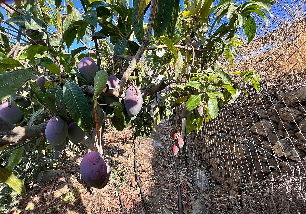 Mangos en una finca de la Axarquía.