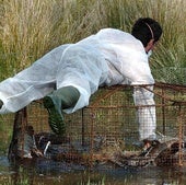 Declarado un foco de gripe aviar en una granja de aves de corral en Andalucía