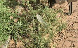 Vista de maleza descontrolada y basura en la zona denunciada.