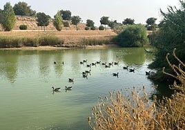Patos en una laguna de Sevilla, donde también se han encontrado aves muertas.