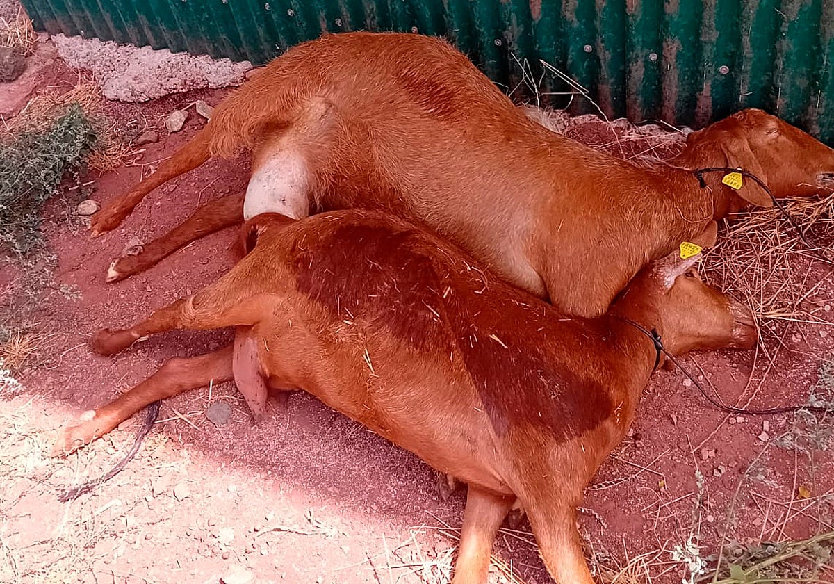 Ejemplares de cabras muertas en la provincia por la lengua azul.
