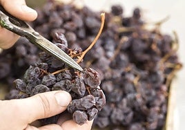 Siete curiosidades de la pasa moscatel de Málaga