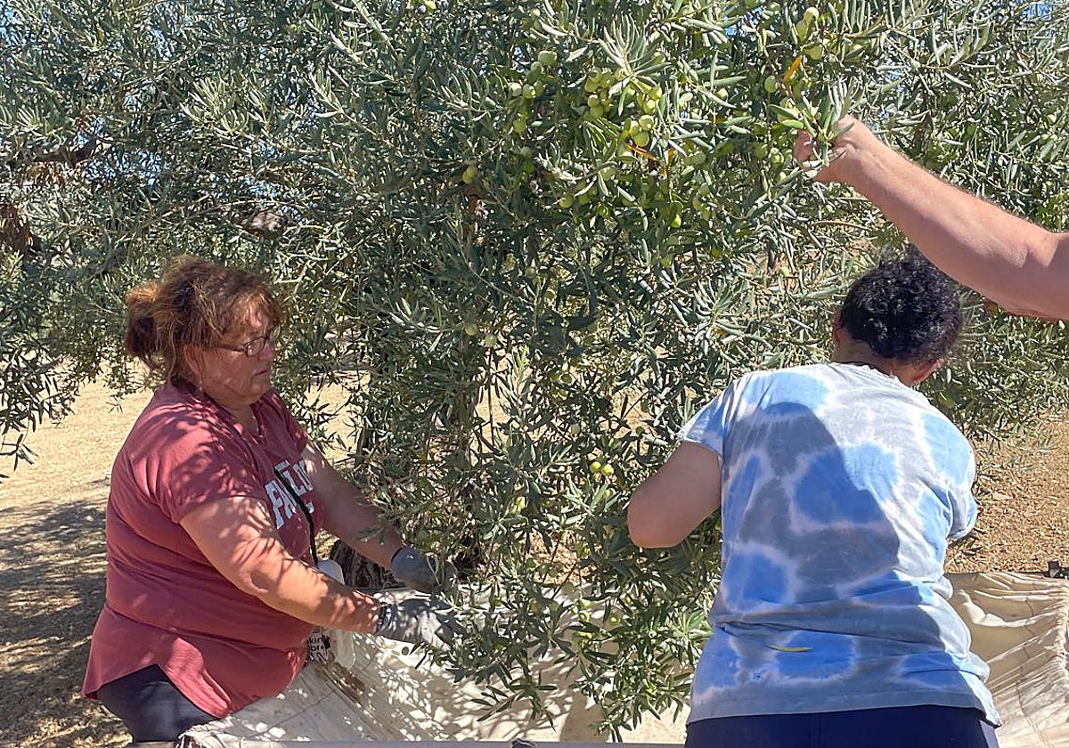 Dos trabajadoras recogen las primeras aceitunas de la temporada en un olivar de Alozaina.