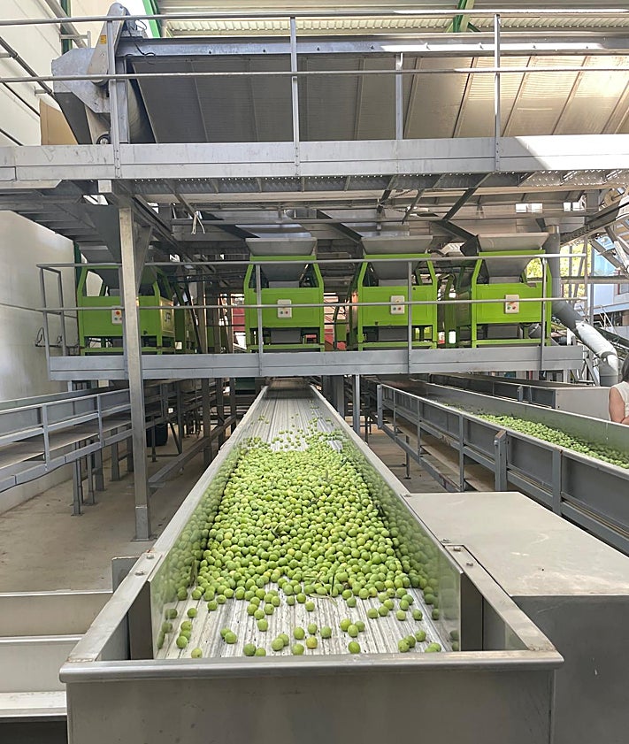 Imagen secundaria 2 - El verdeo de la aceituna Aloreña arranca con buenas perspectivas tras años de sequía