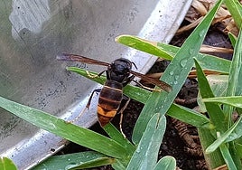 Primer ejemplar de avispa asiática o velutina que se ha localizado en Málaga.