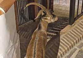 Imagen de uno de los ejemplares que se pasea cada noche por Canillas de Aceituno.