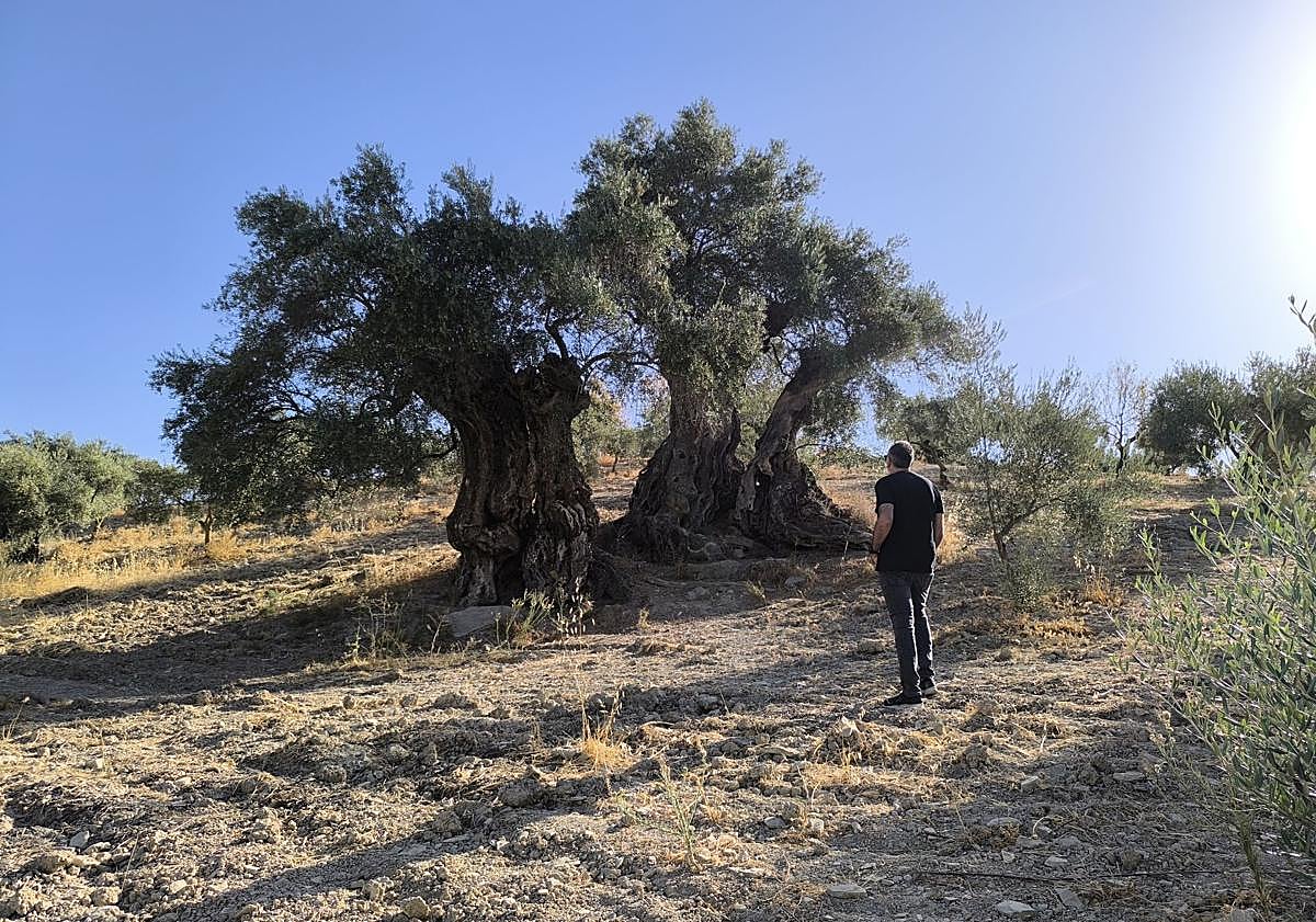 Imagen principal - Este olivo en su base es un acebuche que fue sobre injertado con las variedades aloreña de Málaga y picuda de la Axarquía.