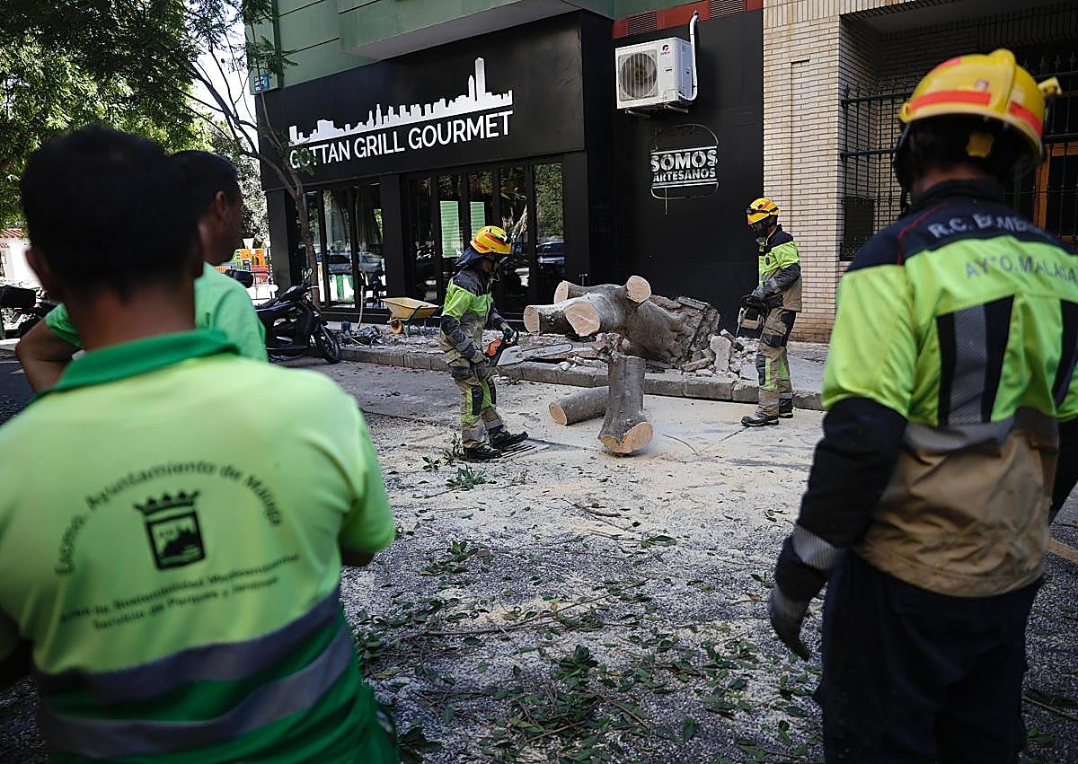 Imagen secundaria 1 - Trabajos de retirada del árbol