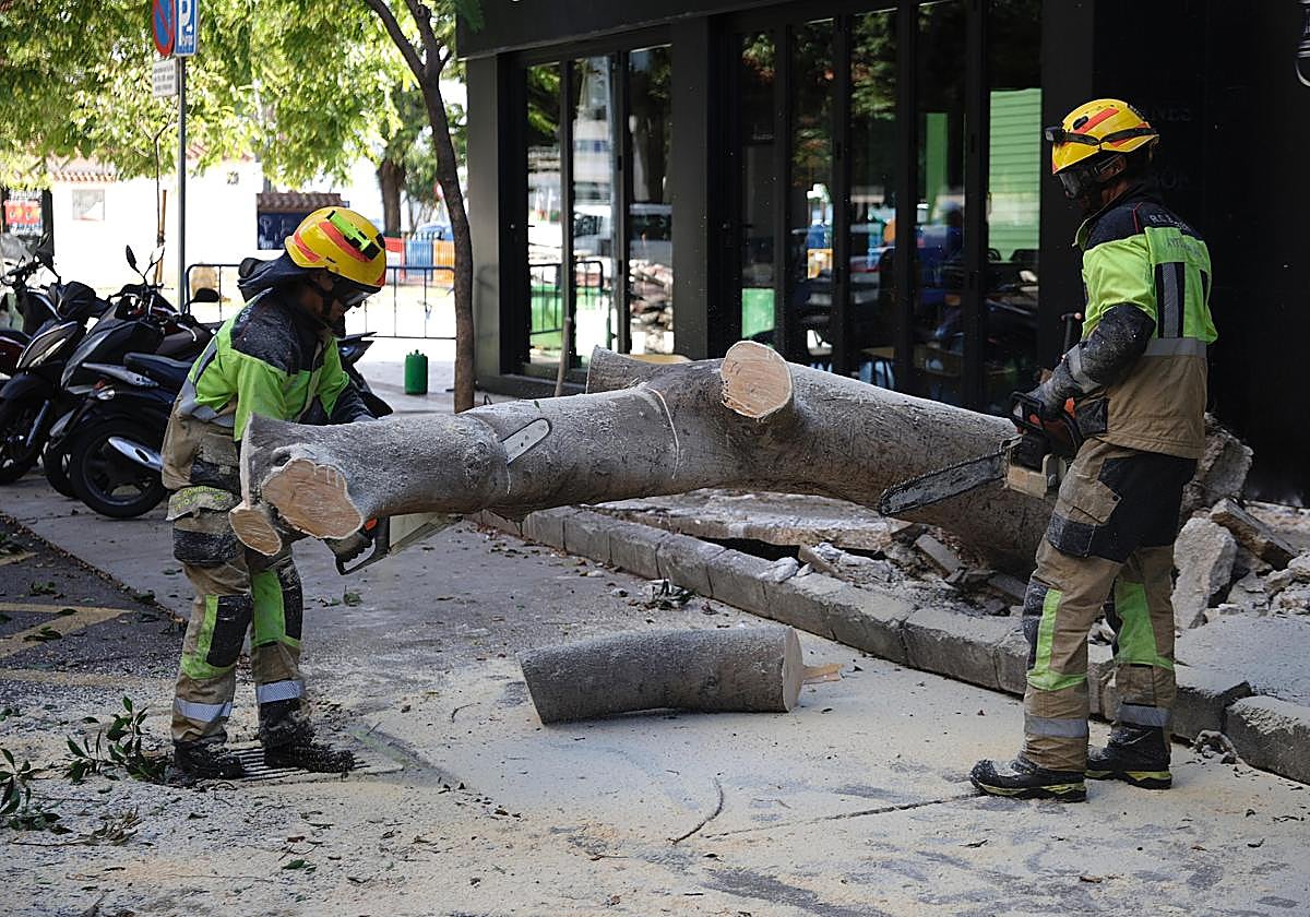 Imagen principal - Trabajos de retirada del árbol