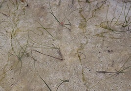 'Cymodocea nodosa', en los tanques de agua salada del invernadero donde se cultiva para su reintroducción en la costa rinconera.