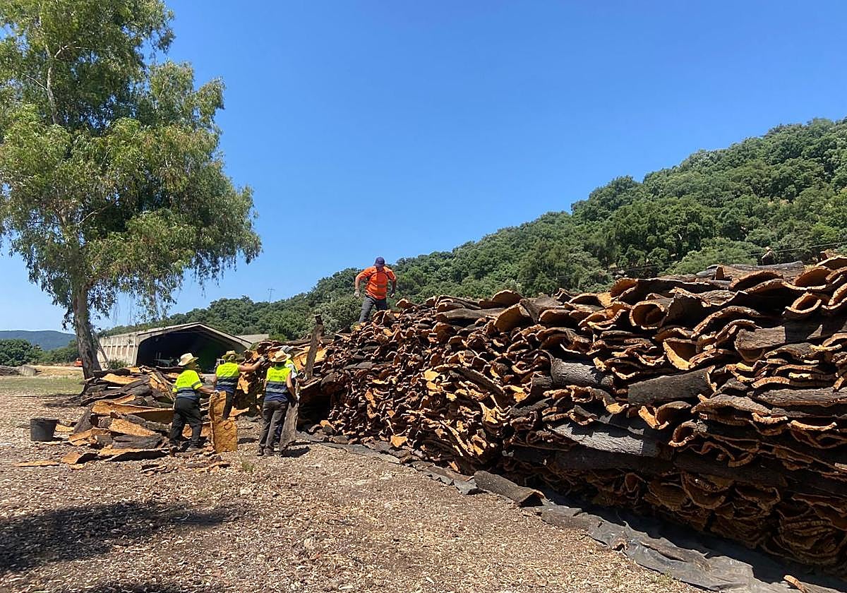 Saca del corcho en Cortes de la Frontera.