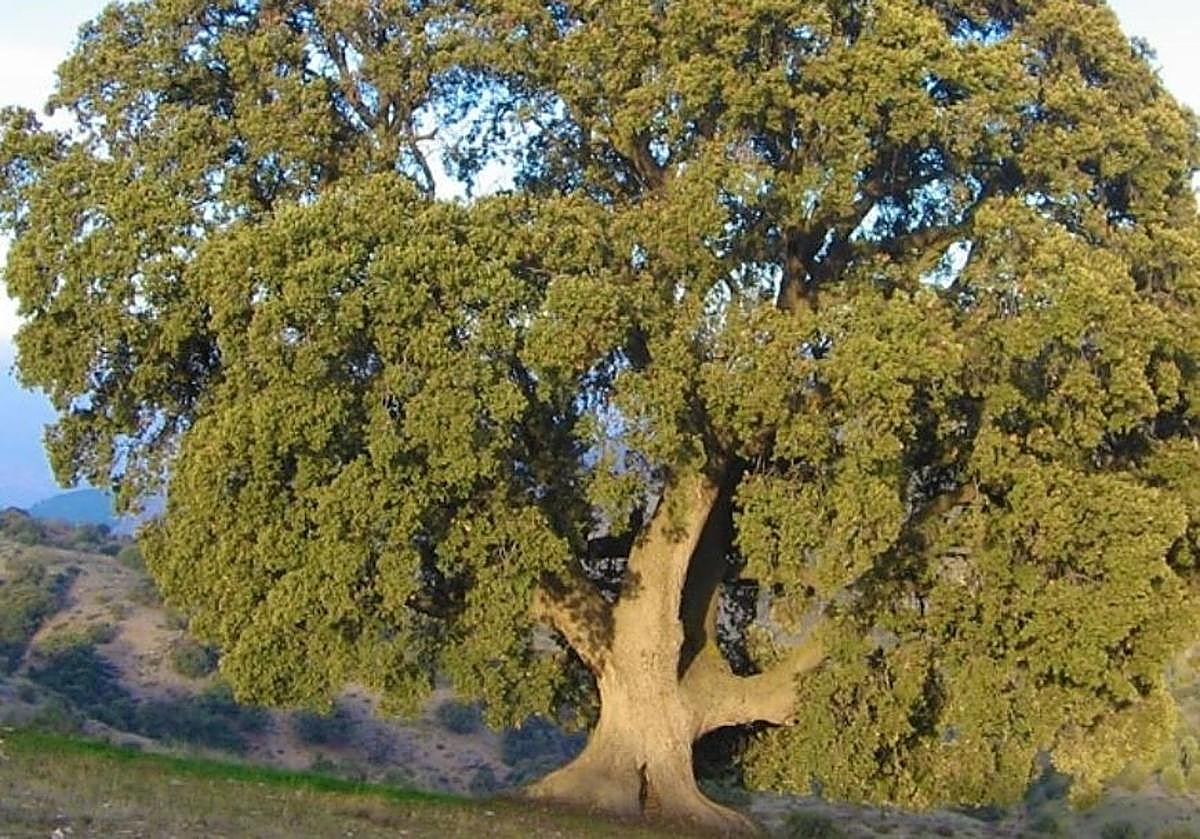 El árbol más grande de Andalucía se muere: su envejecimiento es «imparable»