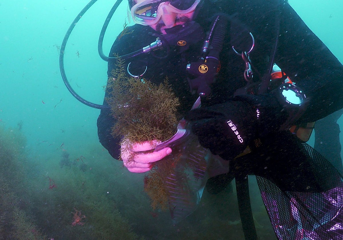 Un boceador muestra un ejemplar del alga beneficiosa contra la invasora asiática.